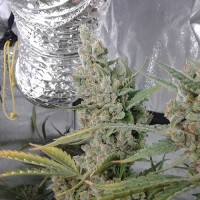 Green Lady Auto Fem