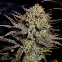 Gorilla Cookies FF Fem