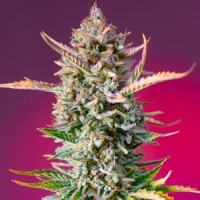 Gorilla Sherbet F1 Fast Version Fem
