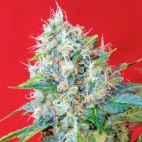 Green Poison Fem