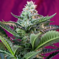 Mohan Ram Auto Fem