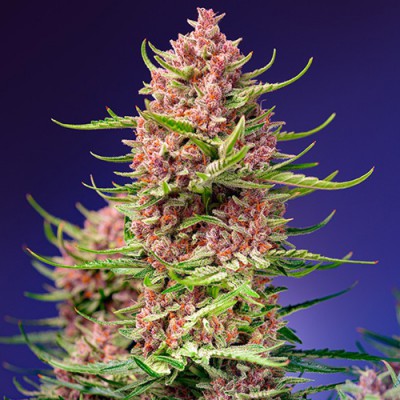 Strawberry Cola Sherbet F1 Fast Version Fem