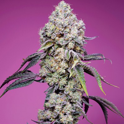 Sweet Mandarine Zkittlez F1 Fast Version Fem