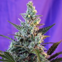 Sweet Skunk Auto Fem