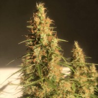 Big Bang Auto Fem