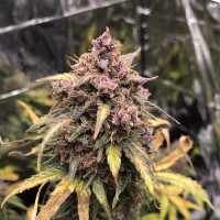 Gorilla Glue Auto Fem