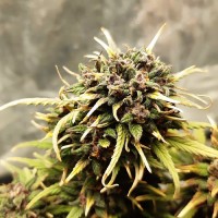 LSD Fem