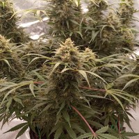 Tutankhamon Auto Fem