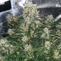 White Widow Auto Fem